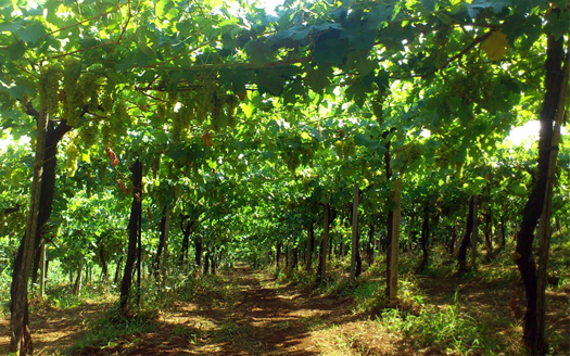 Abbia Nòva, i vini del Piglio distribuiti da Stefano Sarfati