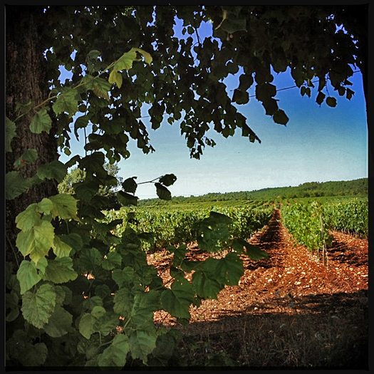 Clos Siguier Cahors, Gilles Bley, Sud-ovest