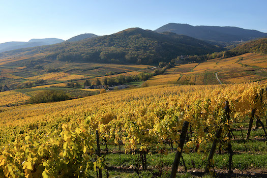 Domaine Sylvie Spielmann, Bergheim, Alsazia, importato da Stefano Sarfati