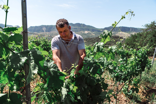 Aspromonte Vini di Pasquale Polifroni, eccellenze calabresi distribuite da Stefano Sarfati