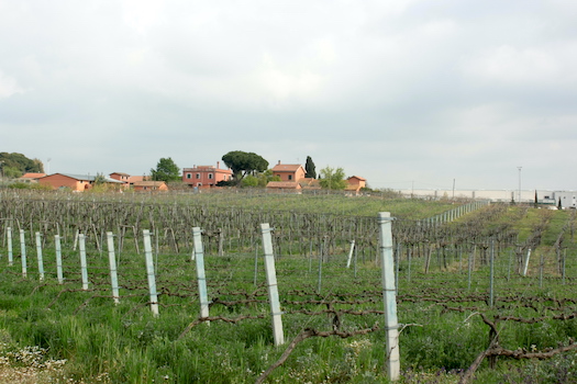 Casale Certosa, vini autentici e veraci della tradizione romana, distribuiti da Stefano Sarfati