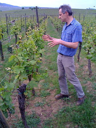 Jean-Pierre Frick nei suoi vigneti di Pfaffenheim, Alsazia