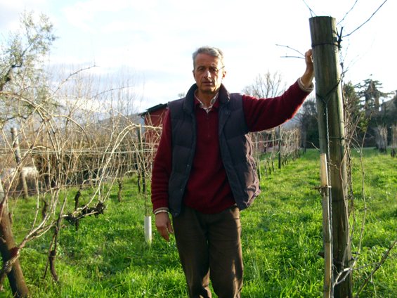 Pigiatura all'azienda agricola Santa Caterina, Sarzana