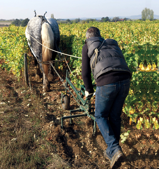 alexandre_bain_pouilly_fume_sarfati