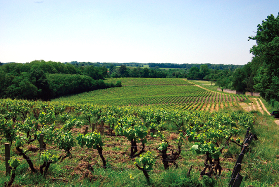 Le vigne del Domaine de la Louveterie, domaines Landron, Muscadet