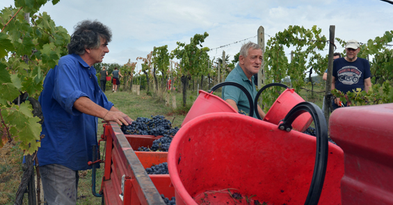 Società agricola cooperativa Paterna – Terranuova Bracciolini (AR)